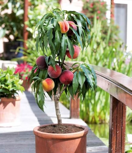 BALDUR Garten 1x Zwerg-Pfirsich Bonanza Pflanze im 3 Liter-Topf köstliche rote essbare Früchte Pfirsichbaum Zwergform duftende Blüten winterhart Prunus persica