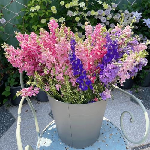 semillas de delphinium 250pcs
