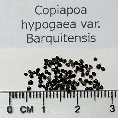 Amazon.co.jp: 【種子】Copiapoa hypogaea var. Barquitensis 