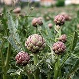 semi di carciofo, invernali Le da giardino sono perenni resistenti, rampicanti 450pcs