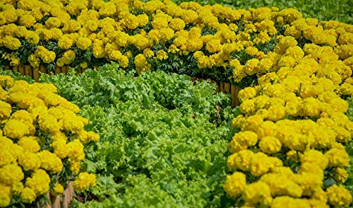 Marigold + Oak-leaved Lettuce - a Set of Seeds of Two Species -