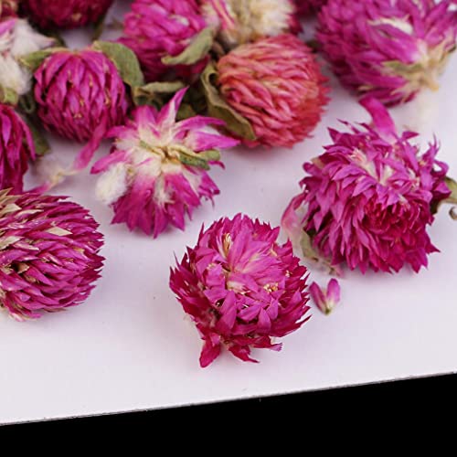 20 piezas flores secas prensadas Gomphrena Globosa miniatura 4