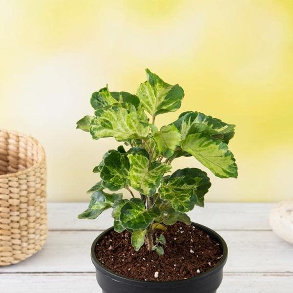 Mphmi Live Plant Nursery NCR Dinner Plate Aralia - Plant (B0C2Y3ML8T) Amazon Price History, Amazon Price Tracker