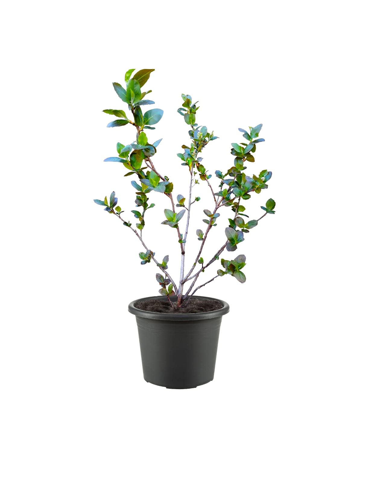 Aronialand Aronia Pflanze, Aronia Strauch Sorte Nero, Premium Qualitt,  60-80 cm, Wurzelnackt mit Dnger, Pflegeleicht, fr Garten : Amazon.de:  Garten