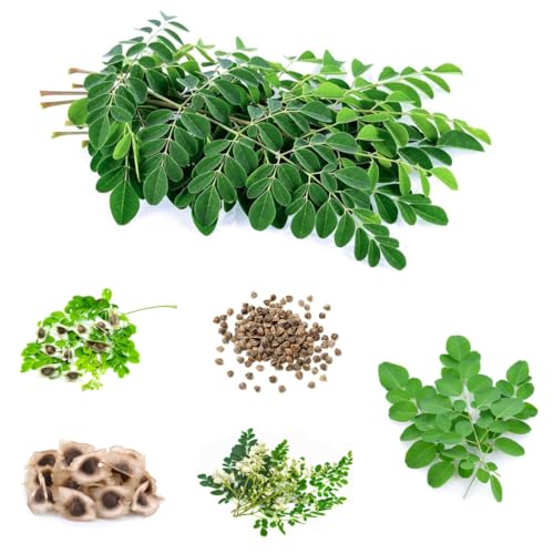 semillas de moringa Plantas verdes, decoración de jardines para exteriores, comprar arbol de moringa Plantas resistentes para el jardín semillas de árboles, semillas de bonsái de 3pcs