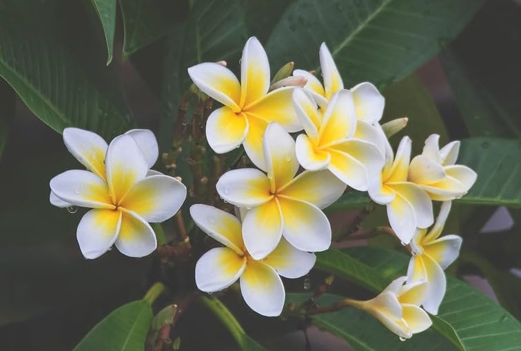 See full amazon price history chart for The Royal Crafty Champa/Plumeria/Champak Live Plant Decorative Outdoor Indoor Natural Enhance Your Garden and Home with Natural Beauty The Royal Crafty Champa/Plumeria/Champak Live Plant Decorative Outdoor Indoor Natural Enhance Your Garden and Home with Natural Beauty (B0CBM9TL9F) Amazon Price History, Amazon Price Tracker