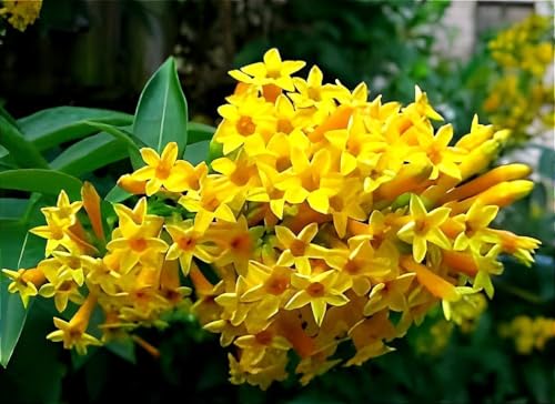 Image of HIDDEN ENTERPRISE Night Blooming Yellow Jasmine Live Plant | Fragrant Raat Ki Rani Hasnuhana Flower Plant Tree | Healthy Natural Organic Indoor Outdoor Plant for Home Gardening | (Without Pot)