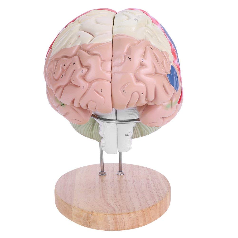 Modello didattico, modello di cervello umano, modello di cervello medico, struttura del cervello in 4 parti 1:2, modello dimostrativo del cervello in PVC con codice colore suddiviso in partizioni med