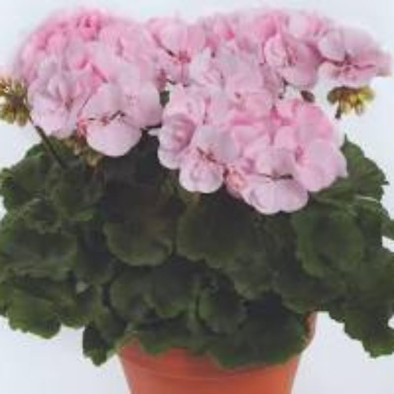 Geranium Zonal 'Alma' X5 Plug Plants