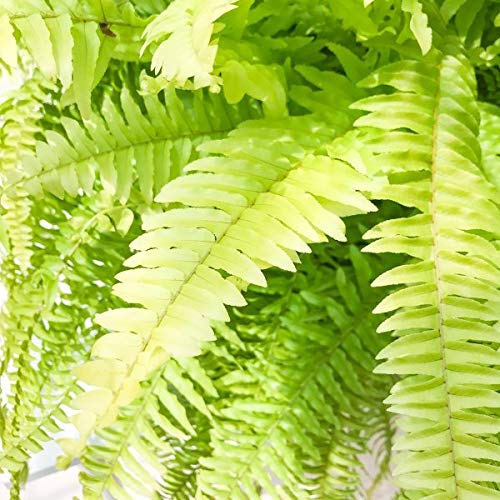 Amazon｜PLANCHU 観葉植物 ネフロレピス ハッピーゴールデン 8号吊り鉢