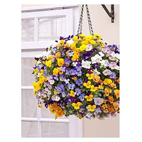 Premier Seeds Direct Viola Cornuta Teardrops F1 Mix Cover