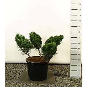 Vormgesneden Vormhout Bonsai PonPon – Juniperus media Mint Julep Multiplateau – Totale hoogte 125-150 cm – 35 liter pot…
