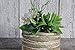 ''HANDMADE''Faux succulents and greenery arrangement, Artificials greens plants & succulents in wood log, Single wood cedar log centerpiece decor, Wooden desk decor, Mini centerpiece