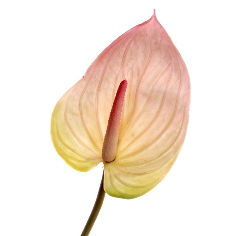 Floristrywarehouse Pink Real Touch Artificial Anthurium 76Cm/30 Inches Pack Of 3 Stems Light