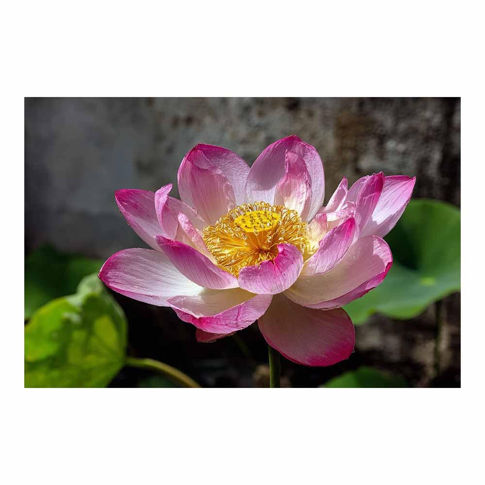 ZAMAEIU Landscape Wall Art Lotuss in full blooms Artwork for Walls, Canvas Prints Paintings Room Decor, for Bedroom Kitchen Office Fireplace Wall Decor(pink)-60x90cm Unframed