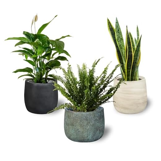 Pack 3 Plantas Naturales Interior Purificadoras del Aire: Sanseviera + Helecho de Boston + Lirio de Paz, Ø12-13 cm, Alto 30-50 cm,Decoración del Hogar