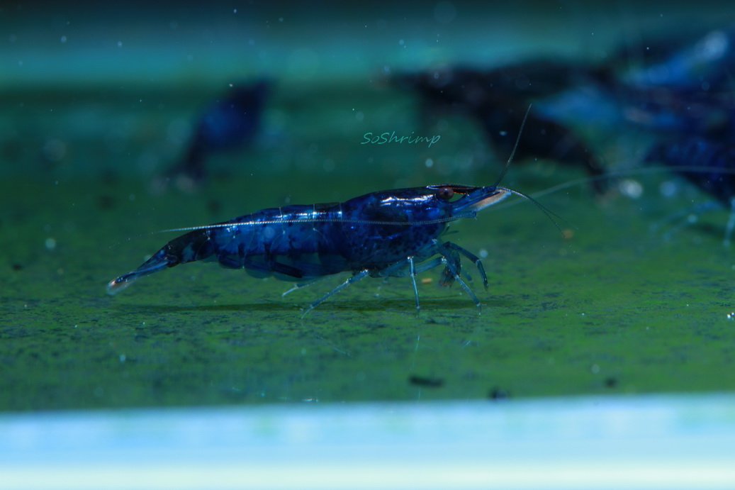Live Freshwater Aquarium Shrimp Neocaridina (Dream Blue Velvet (10 Pack))
