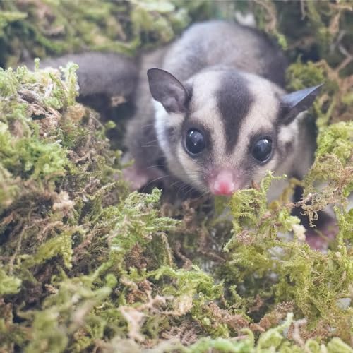 Begeterday 3.5Oz Premium Sugar Glider Bedding, Ideal Sugar Glider Cage Accessories thumb #3