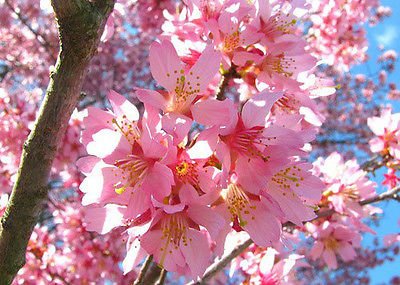 1 Okame Flowering Cherry Tree