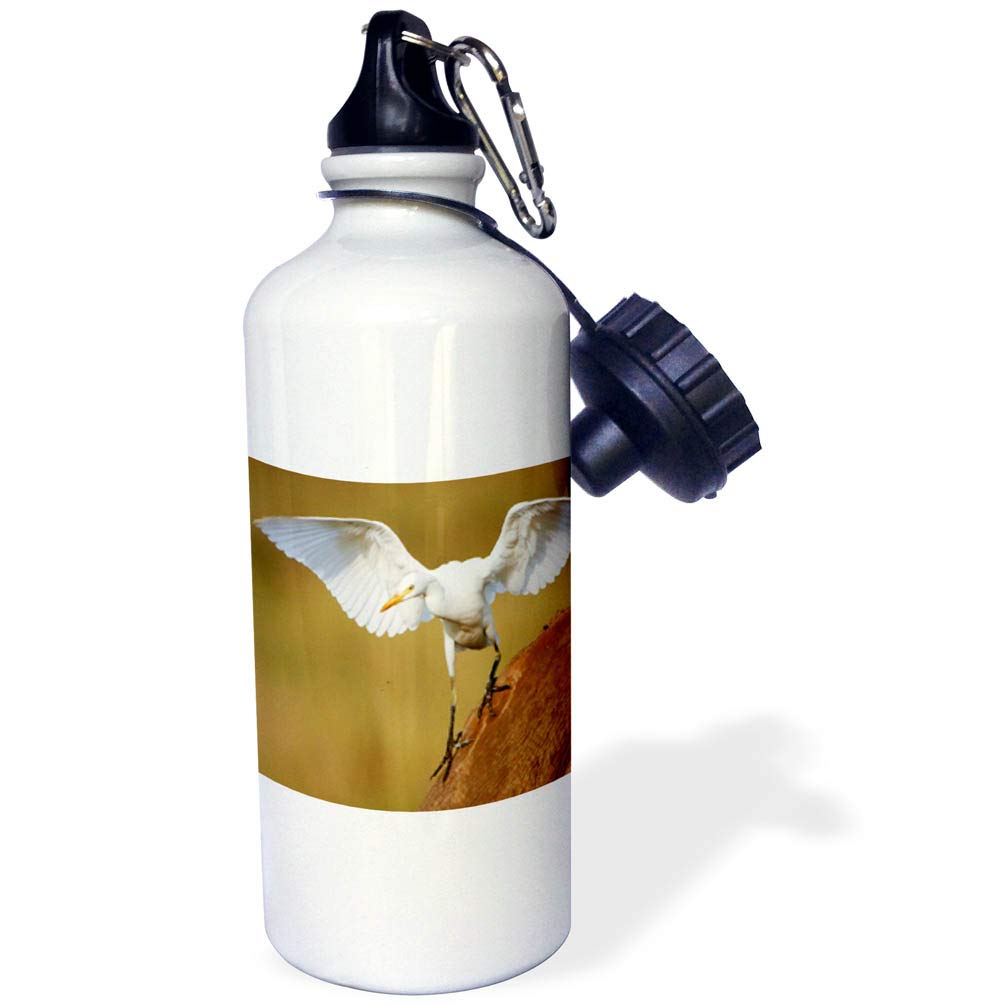 3dRose wb 209690 1 A cattle egret descends from its perch Rietvlei South Africa Sports Water Bottle Multicolored