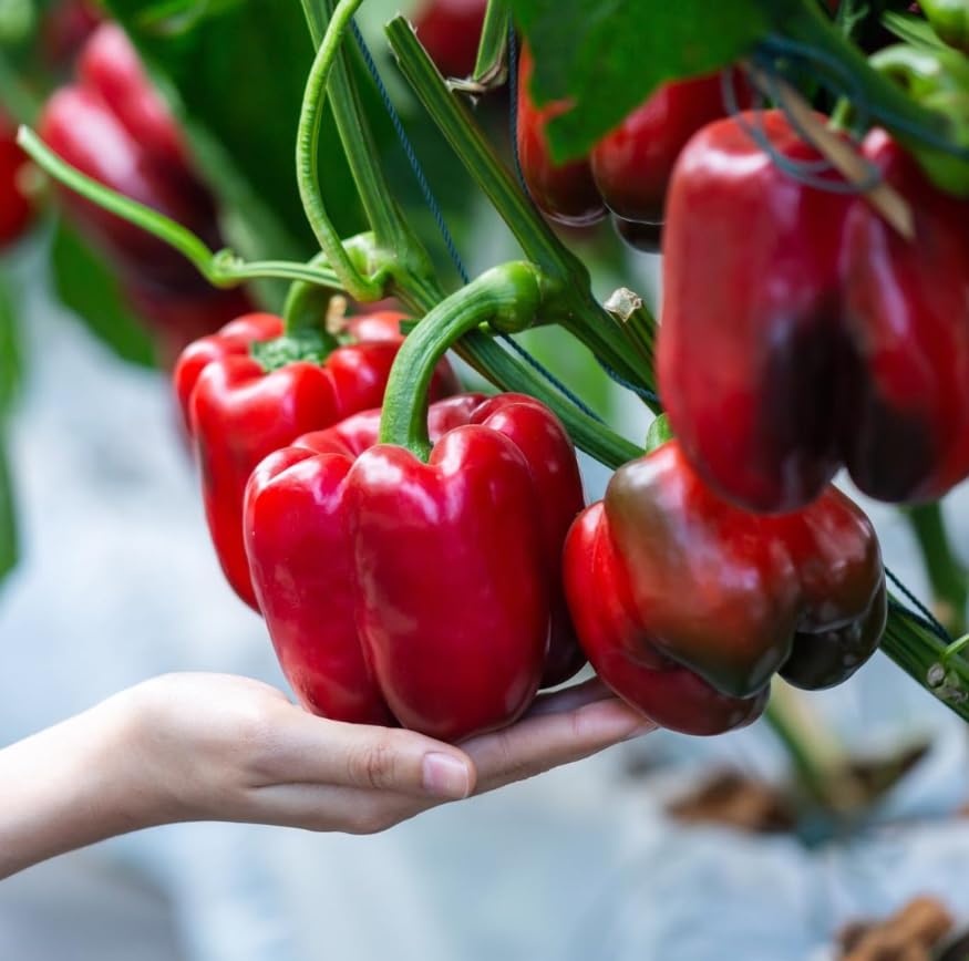 Red Capsicum Chilli (50 Seeds Pack) Vegetable Plants Seeds for Home Gardening | Natural and Real Planting Seeds for Indoor Home Decor | Summer Vegetable Seeds for Lawn (B0BZSZ5HJ5) Amazon Price History, Amazon Price Tracker