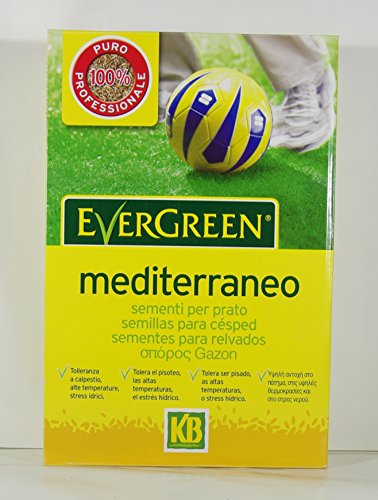 Evergreen Mediterranean Green Green Seed in 1 KG Package