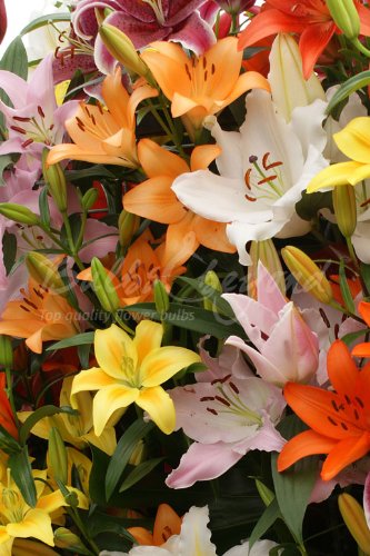 Bulbi Di Giglio - 2 Bulbi Per Giardino O Balcone, Fiori Eleganti E Profumati, Facili Da Coltivare - Foto 13