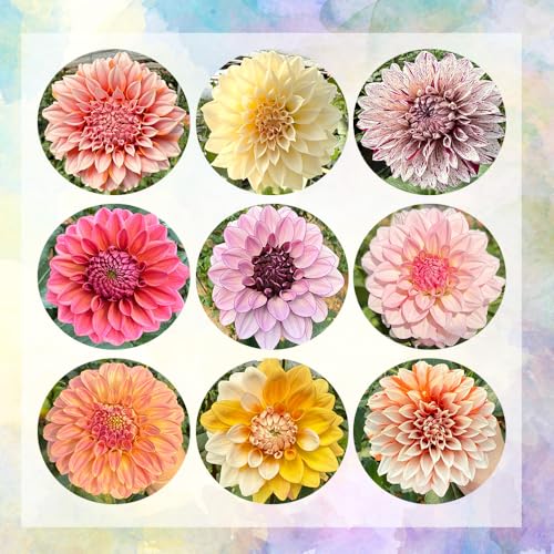 tubérculos de dalia resistentes - balcón exteriores 3pcs