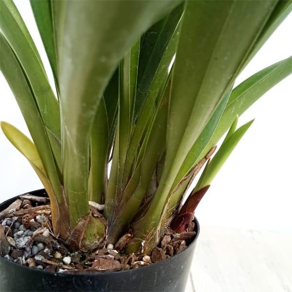 Amazon.co.jp: シンビジューム：フォアゴットンフルーツ4号ポット[蜜蜂