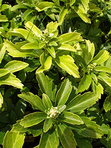 50 Pachysandra terminalis (Japanes Spurge) 1L Pot, Low Growing, Ground Cover, Evergreen, Flowering, Shurbs Plants
