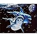 Yingxin34 Rompecabezas para Adultos 1000 Dos Delfines Rompecabezas - Rompecabezas para Adultos 1000 Piezas Puzzle 26x38cm
