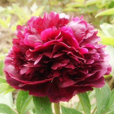 17 : Chinese Peony Root Seeds 5Pcs Bonsai Suitable Garden Potted Colourful Flower 20 Varieties Balcony Bonsai Suitable Peony Seeds (B071HDB6PJ) Amazon Price History, Amazon Price Tracker