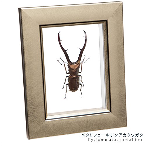 Amazon.co.jp: 虫の標本 メタリフェールホソアカクワガタ ライト