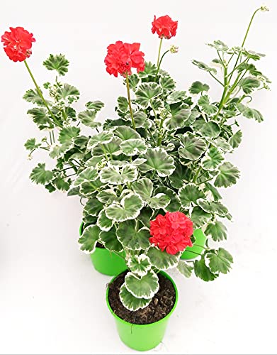 POWERS TO FLOWERS - GERANIO ZONALE VARIEGATO BIANCO, 3 PIANTE, VASO 14, piante vere