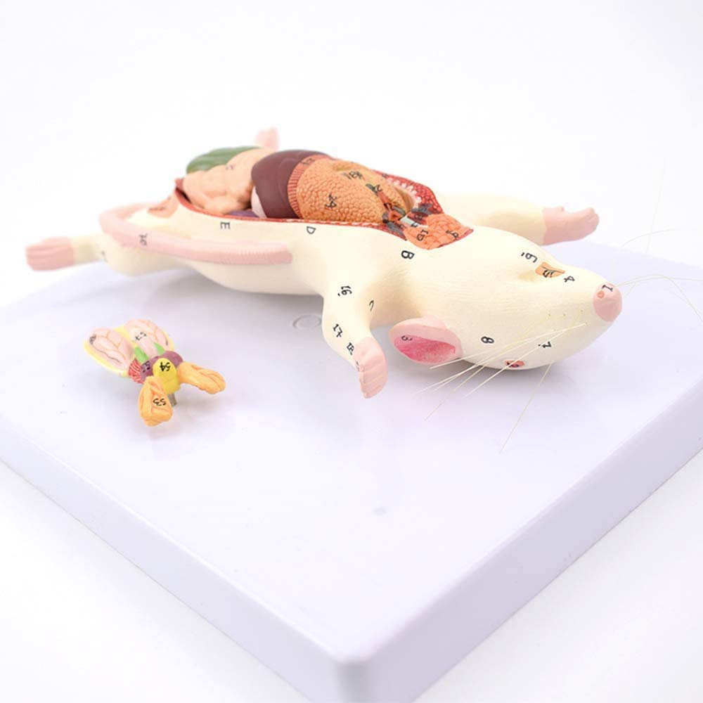 Model Anatomiczny Szczura, Zwierzę Anatomiczne, Pomoc W Szkoleniu Edukacyjnym Materiały Medyczne