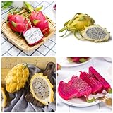 550 piezas de semillas frescas de fruta de dragón - maceta de bonsái de fruta en espaldera plantas a prueba de invierno para jardín Hylocereus undatus, plantas carnívoras, suculentas,
