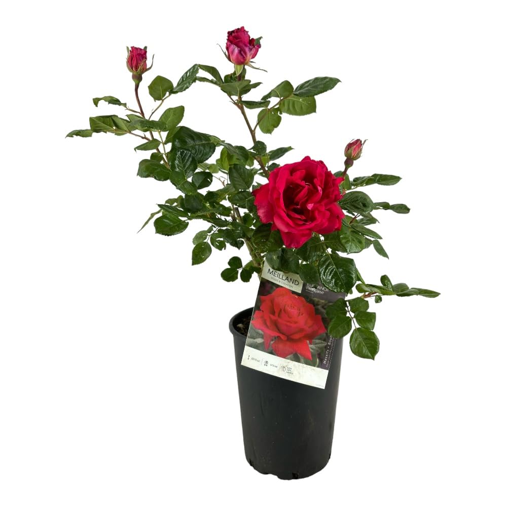 Rosa BLACK PERFUMELLA ® MEILLAND - Pianta Profumata Con Fiori Rossi Neri In Vaso 19 Cm | Foto Reale