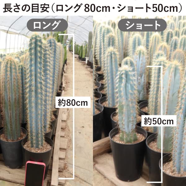 ズッシリ重い❗️ 【柱サボテン②本セット】鉢底から約50㎝❗️ 観葉植物】柱サボテン40cm～60cm(016-1509) | 鹿児島県指宿市
