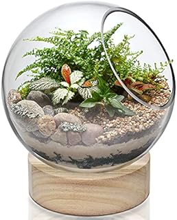 CYS EXCEL Glass Terrarium Candle Holder Bubble Bowl with Wood Base (H:8