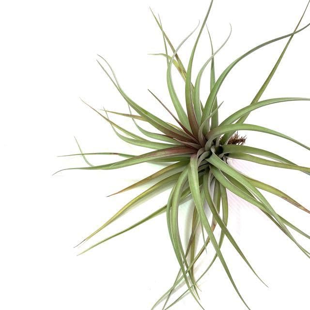 Amazon.co.jp: Tillandsia 'Aztec Fire' (No.21673) (Air Plants