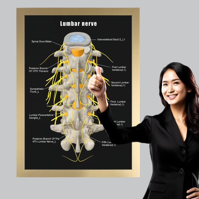 Image of Taanfu Body Educational Learning Anatomy Posters ，Lumbar nerve Art Lumbar Villi Anatomy Art Poster Digestive System Organs Illustration Small Intestine Physiology Anatomy Wall Art Villi