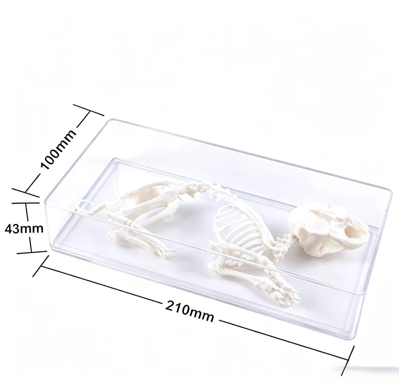 Próbka pełnego szkieletu zwierzęcia, model anatomiczny próbki biologicznej