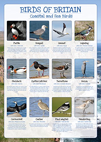 Birds of Britain Poster - Coastal and Sea Birds - Paper Laminated - Size A2-59 x 42cm (Approx)