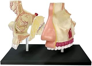 Nasal Organ Anatomy Model - 27 Detachable Parts Human Organ Anatomical Model Medical Teaching Model - for School Medical Teaching Display Tool Lab Equipment