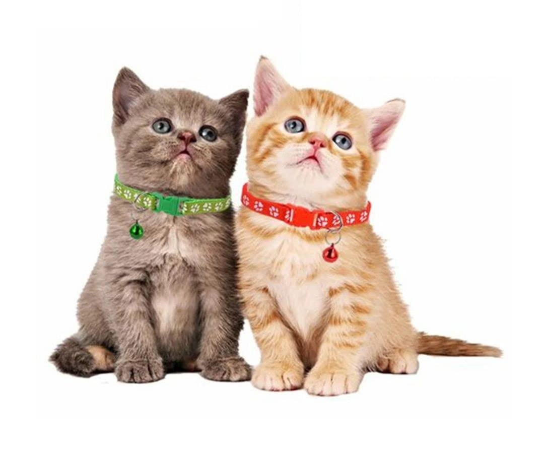 VM Mart Small Pet Dog Cat Collar with Bell Buckle Adjustable Polyester Safety Belt (Color May Vary) 2 Piece of Collar (B0BQYR62MV) Amazon Price History, Amazon Price Tracker