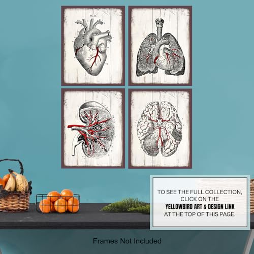 Yellowbird Art & Design Vintage Anatomy Poster For Men 11X14 - Er Nurse Hospital Wall Art Print thumb #6