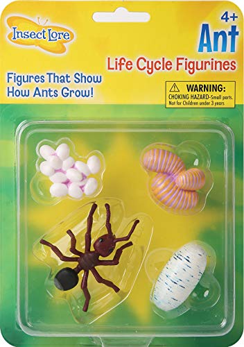 Étapes du Cycle de vie-Ant