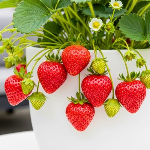 Ozark Beauty Strawberry Plants Everbearing Strawberry Runners Sweet Large Red Berries Cold Hardy High Yield Strawberry Plants for Home Gardens (5)