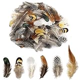 180pcs 6 Style Natural Feathers Assorted Mixed Feathers for Dream Catcher Crafts Decoration (6 Styles/180 Pcs)