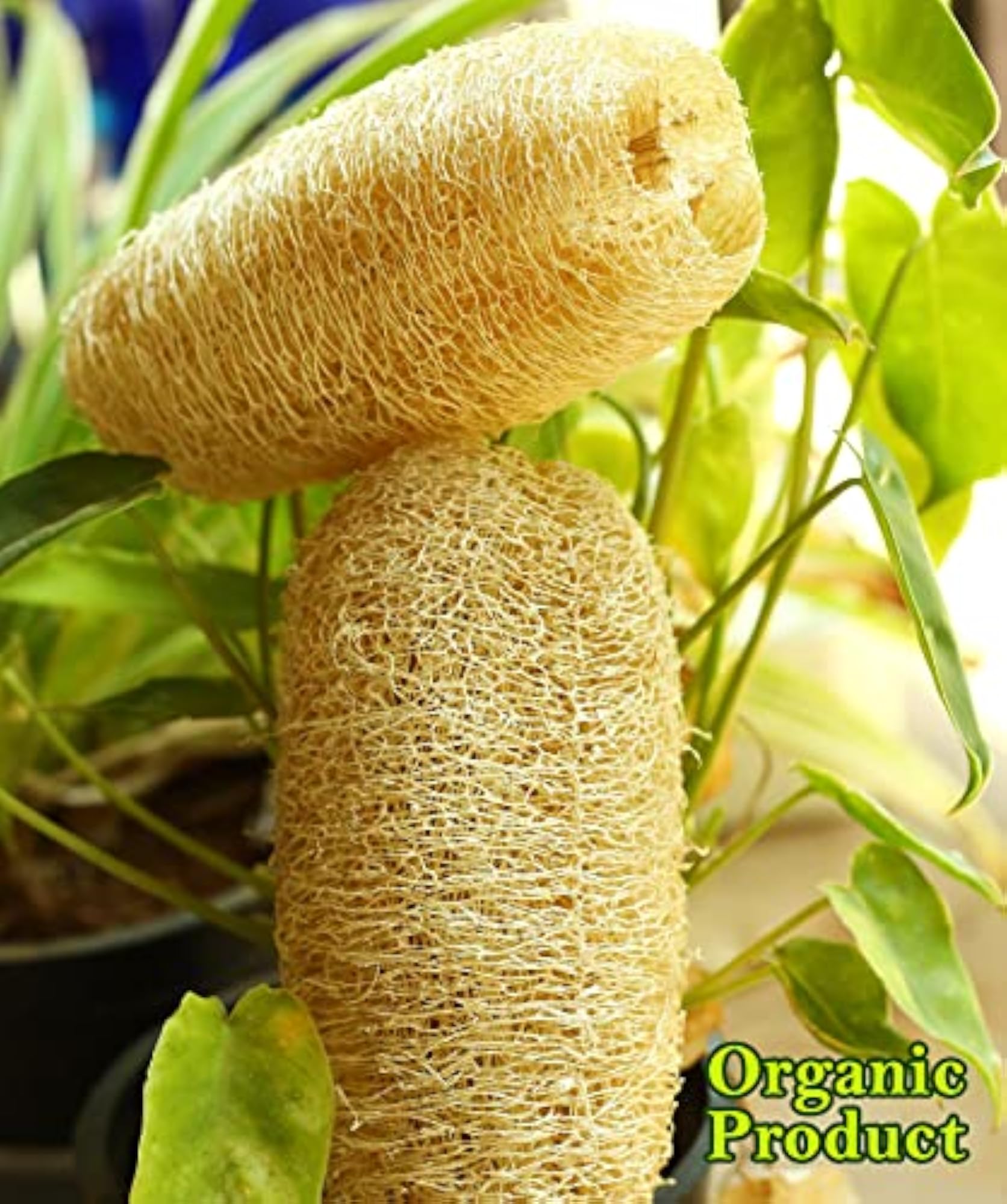 Organic 100% Natural Whole Loofah Bath Sponge, Pack of 5